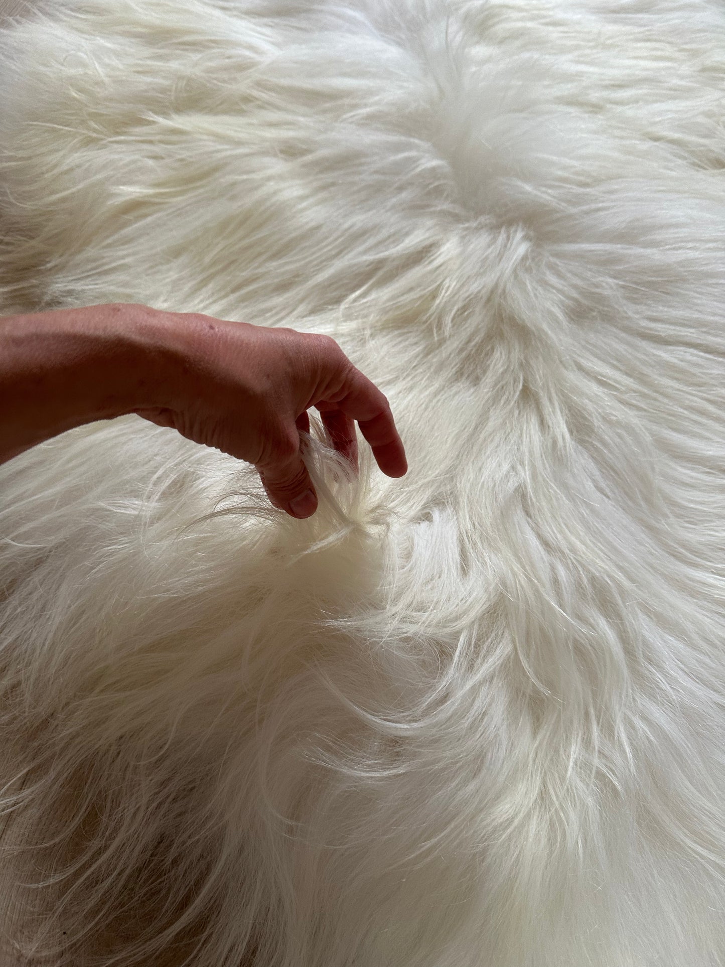 Icelandic Sheepskin ::: white flames